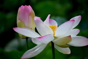 Peace Lily (Spathiphyllum)