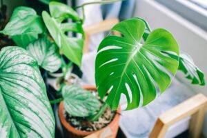 Philodendron