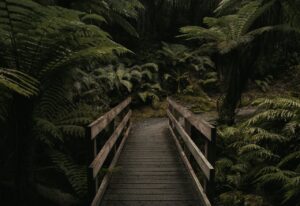 Boston Fern